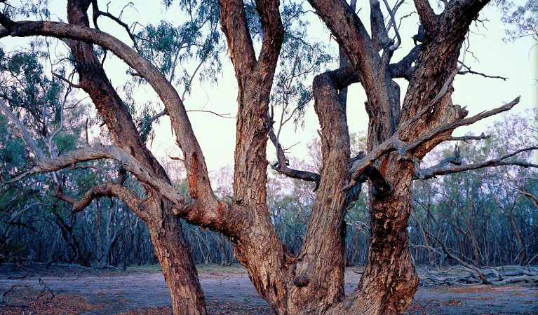 Coolibah Dry Billabong, Culgoa National Park. Photo &copy; Ian Brown