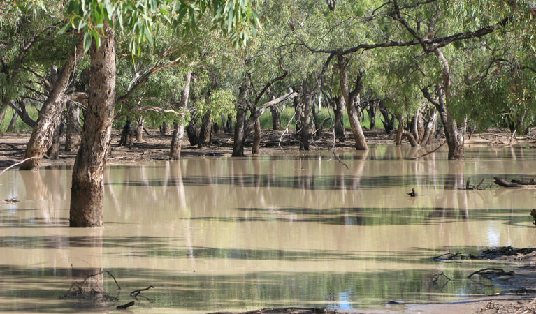 Nebine Creek, Culgoa National Park. Photo: NSW Government