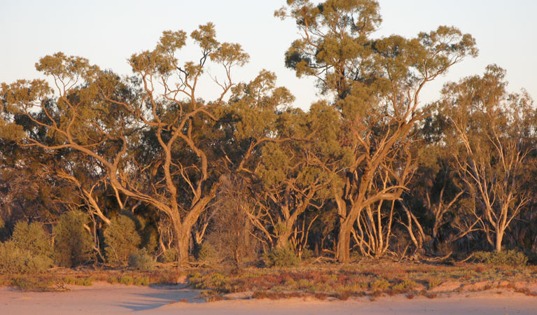 Culgoa National Park, gidgee trees. Photo: NSW Government