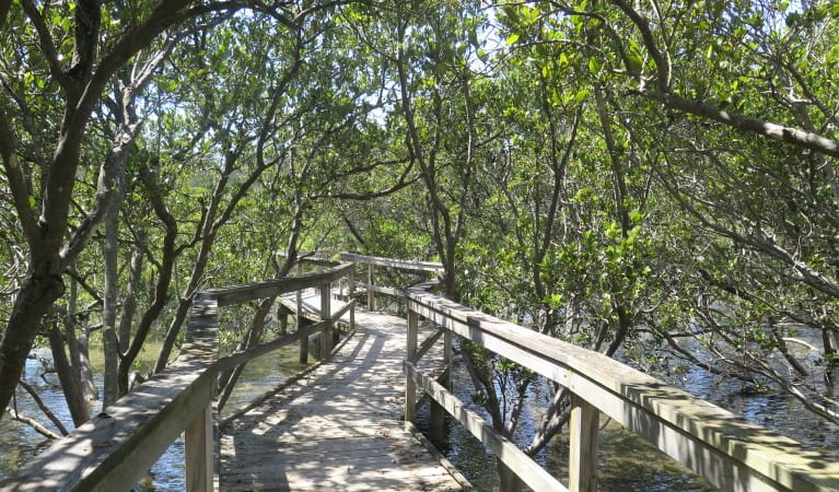 The boardwalk through mangroves along Mangrove walk in Cullendulla Creek Nature Reserve. Photo: Elinor Sheargold &copy; OEH