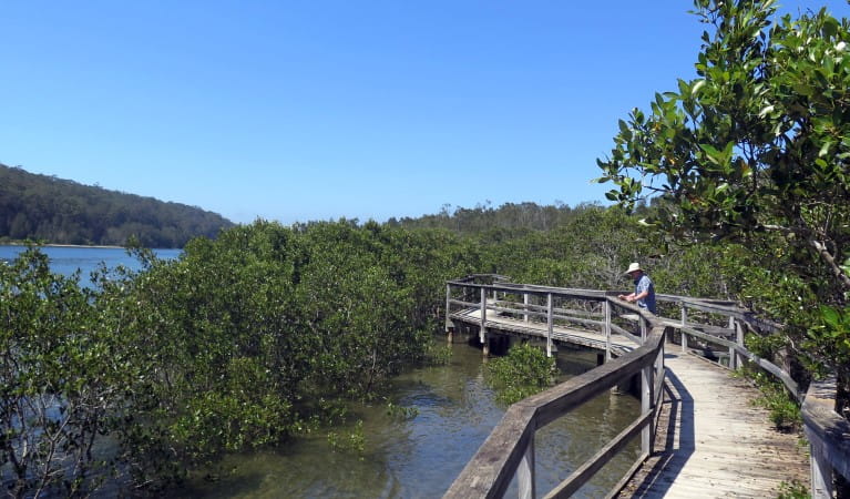 A person on the boardwalk that leads through mangroves on Mangrove walk in Cullendulla Creek Nature Reserve. Photo: Elinor Sheargold &copy; OEH