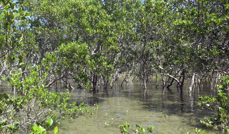 Mangroves along Mangrove walk in Cullendulla Creek Nature Reserve. Photo: Elinor Sheargold &copy; OEH