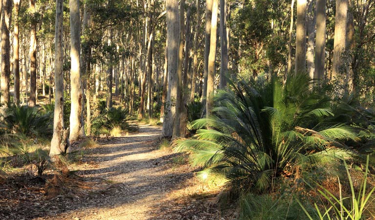 Wooded track, Cullendulla Creek Nature Reserve. Photo: Matthew Makeham/OEH