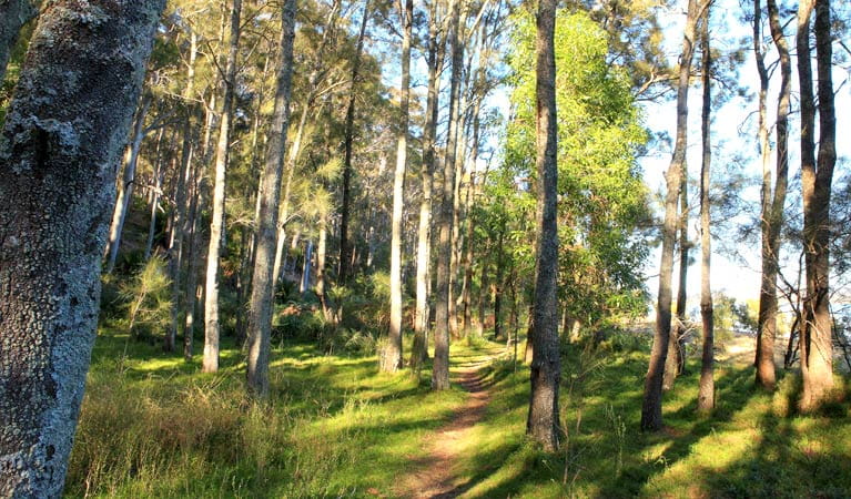 Squarehead track forest, Cullendulla Creek Nature Reserve