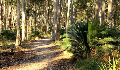 Wooded track, Cullendulla Creek Nature Reserve. Photo &copy; Matthew Makeham