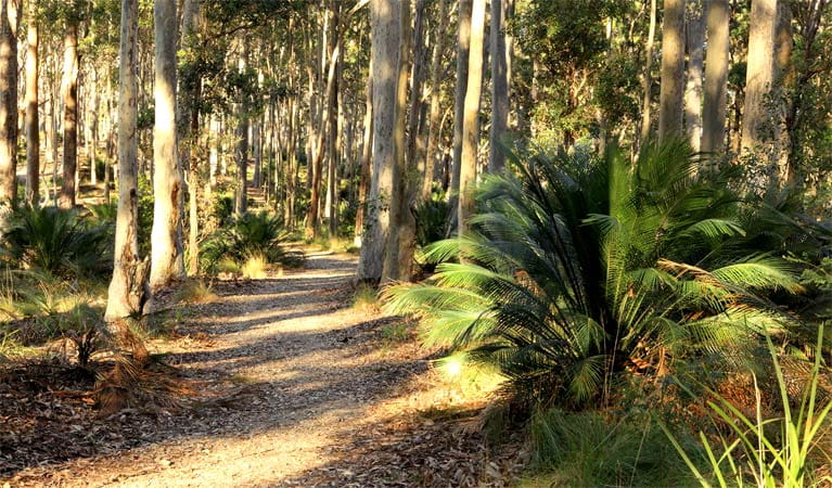 Wooded track, Cullendulla Creek Nature Reserve