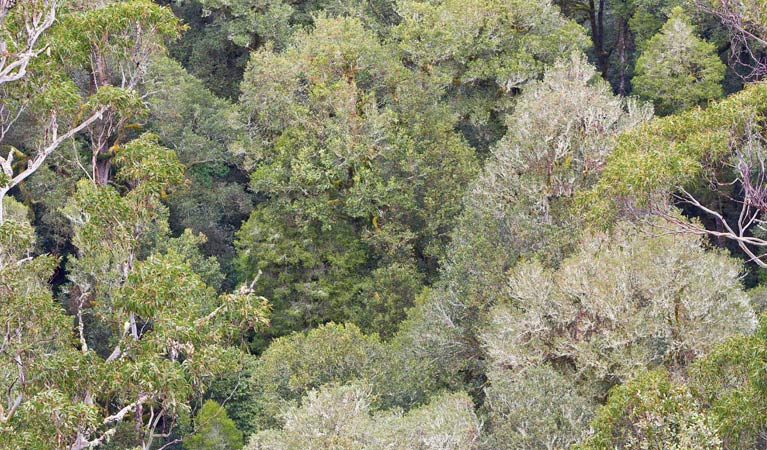 Cunnawarra National Park. Photo: Robert Cleary &copy; DPIE