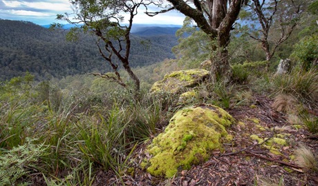 Cunnawarra National Park. Photo: Robert Cleary &copy; DPIE