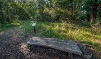 Browns Forest loop trail, Dalrymple-Hay Nature Reserve. Photo: John Spencer &copy; OEH