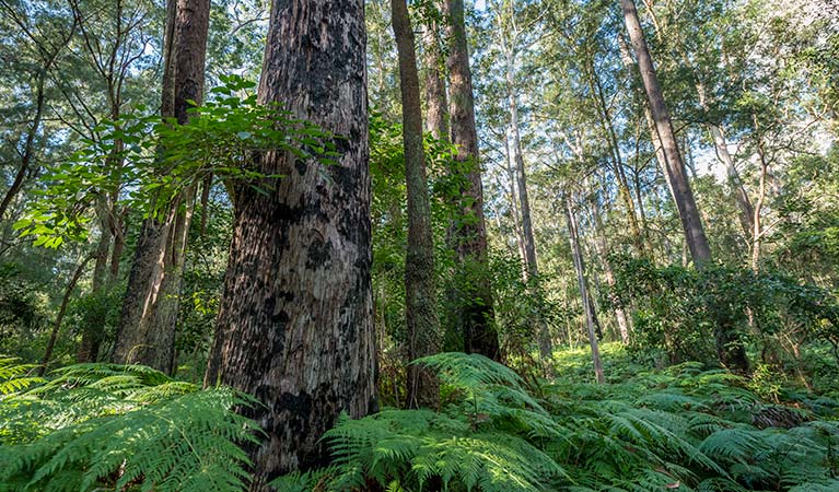 Browns Forest loop trail, Dalrymple-Hay Nature Reserve. Photo: John Spencer &copy; OEH