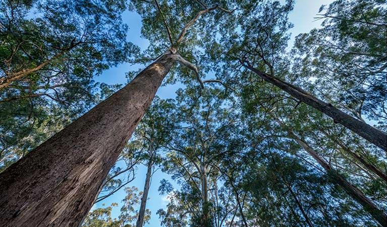 Browns Forest loop trail, Dalrymple-Hay Nature Reserve. Photo: John Spencer &copy; OEH