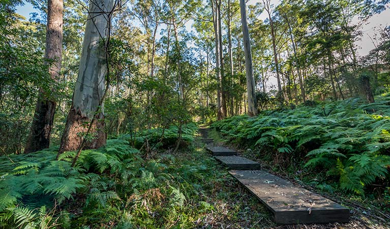 Browns Forest loop trail, Dalrymple-Hay Nature Reserve. Photo: John Spencer &copy; OEH