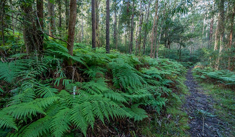 Lush rainforest, Dalrymple-Hay Nature Reserve. Photo: John Spencer &copy; DPIE