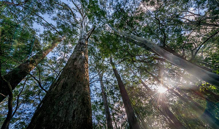 Towering trees, Dalrymple-Hay Nature Reserve. Photo: John Spencer/OEH