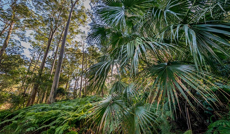 Lush rainforest, Dalrymple-Hay Nature Reserve. Photo: John Spencer &copy; DPIE