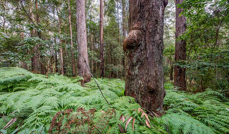 Blue gum forest, Dalrymple-Hay Nature Reserve. Photo: John Spencer &copy; DPIE