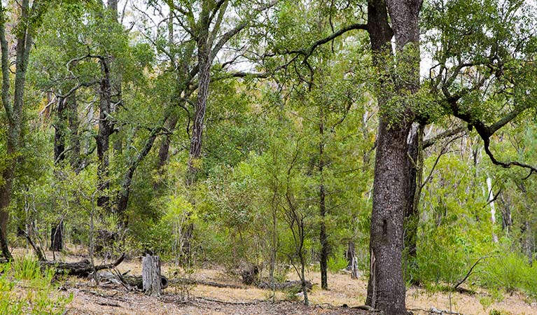 Deriah Aboriginal Area. Photo: Jaime Plaza