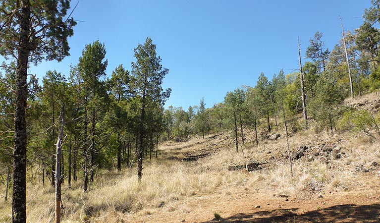 Deriah Aboriginal Area. Photo: Dirk Richards/NSW Government