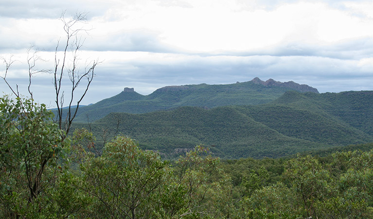 Deriah Aboriginal Area. Photo: Dirk Richards/NSW Government