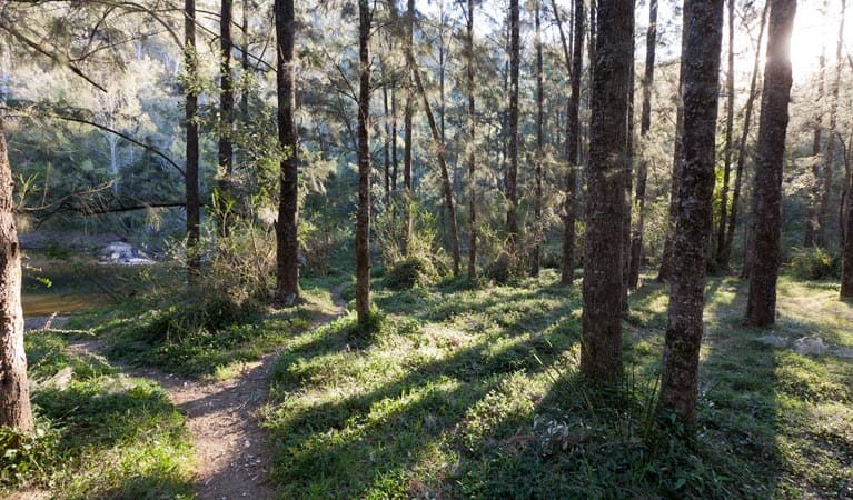 The walking track to the river at Deua River campgrounds in Deua National Park. Photo: Lucas Boyd/DPIE
