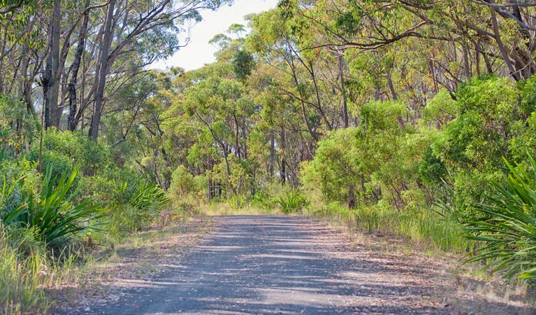 10B cycling trail, Dharawal National Park. Photo: Nick Cubbin 