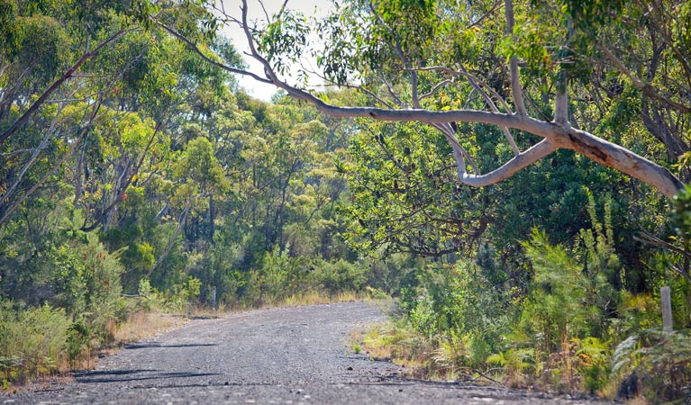 10B cycling trail, Dharawal National Park. Photo: Nick Cubbin 