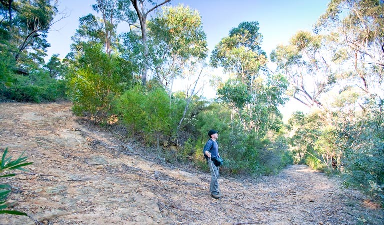 Jingga walking track, Dharawal National Park. Photo: Nick Cubbin