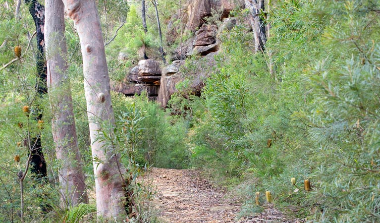 Jingga walking track, Dharawal National Park. Photo: Nick Cubbin &copy; OEH