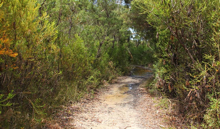 Along the track, Maddens Falls walk, Dharawal National Park. Photo: John Yurasek &copy; OEH