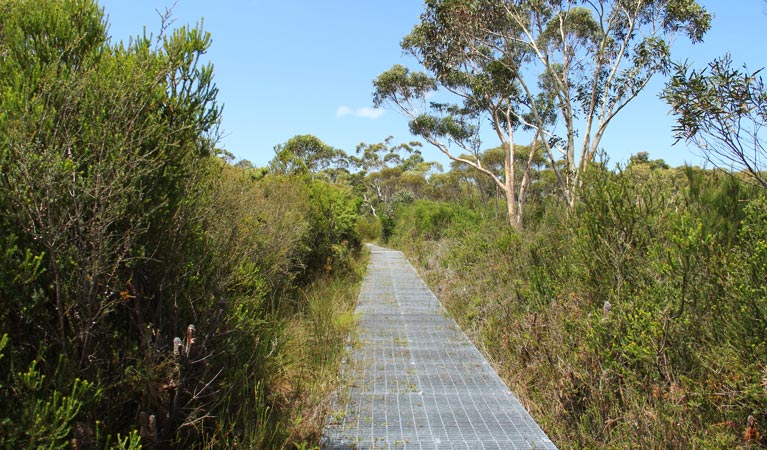 Maddens Falls walk, Dharawal National Park. Photo: John Yurasek &copy; OEH