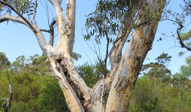 Gum tree. Photo: John Yurasek &copy; OEH