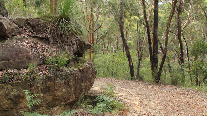 Walking track, Dharawal National Park. Photo: John Yurasek &copy; OEH