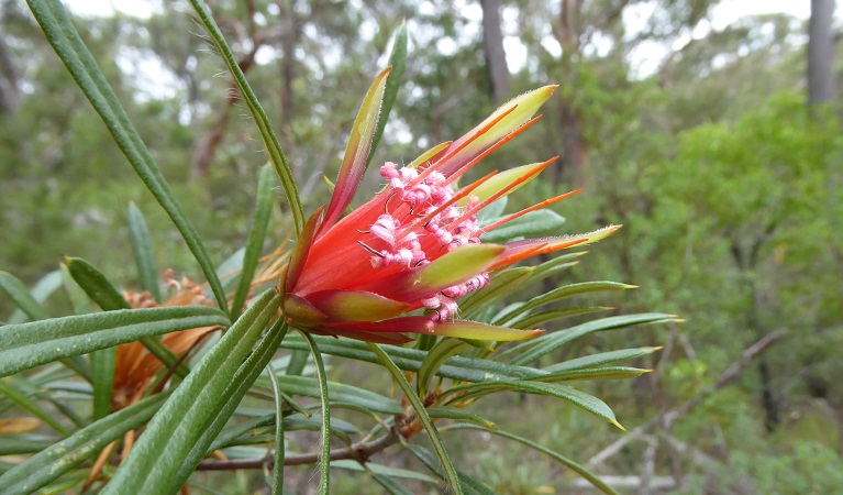 Lambertia formosa mountain devil wildflower. Photo: Rowena Morris