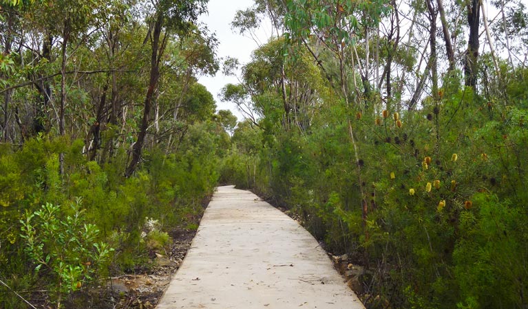 O'Hares Creek lookout walking track, Dharawal National Park. Photo: V Harnadi