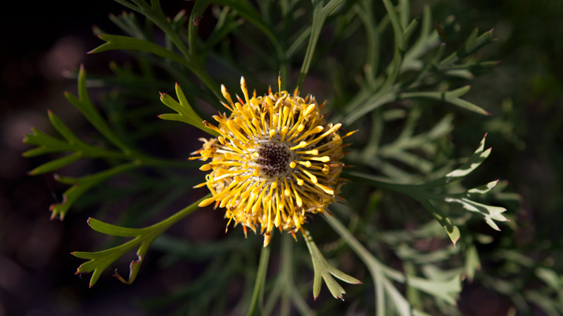 Wildflower. Photo: Lucas Boyd &copy; OEH