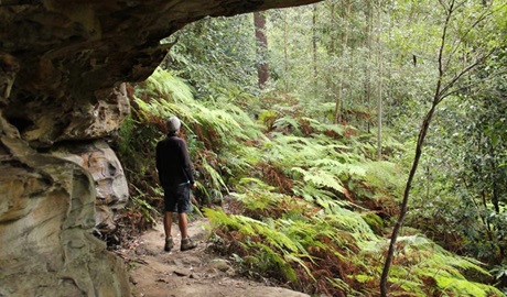 11km walking track, Dharug National Park. Photo: John Yurasek &copy; DPIE