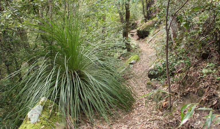 Grass tree along 11km walking track, Dharug National Park. Photo: John Yurasek &copy; DPIE