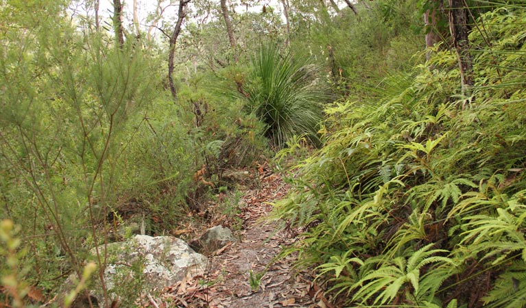 11km walking track, Dharug National Park. Photo: John Yurasek