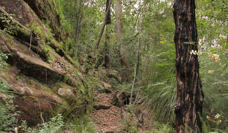 11km walking track, Dharug National Park. Photo: John Yurasek