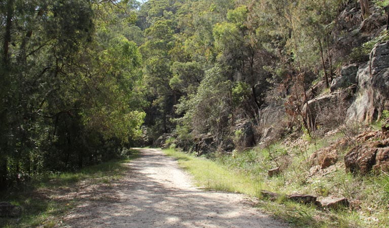 Devines Hill loop track, Dharug National Park.