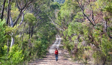 Dubbo Gully loop trail, Dharug National Park. Photo: Nick Cubbin