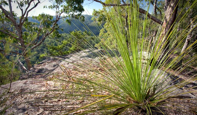 Dubbo Gully loop trail, Dharug National park. Photo: Nick Cubbin