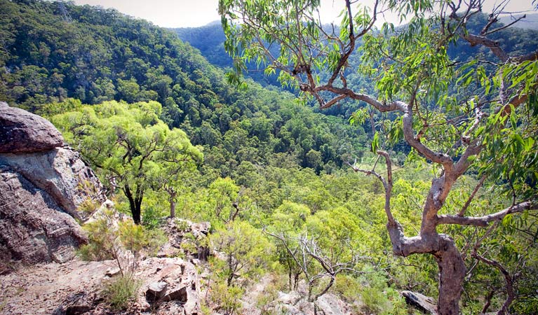 Dubbo Gully loop trail, Dharug National Park. Photo: Nick Cubbin