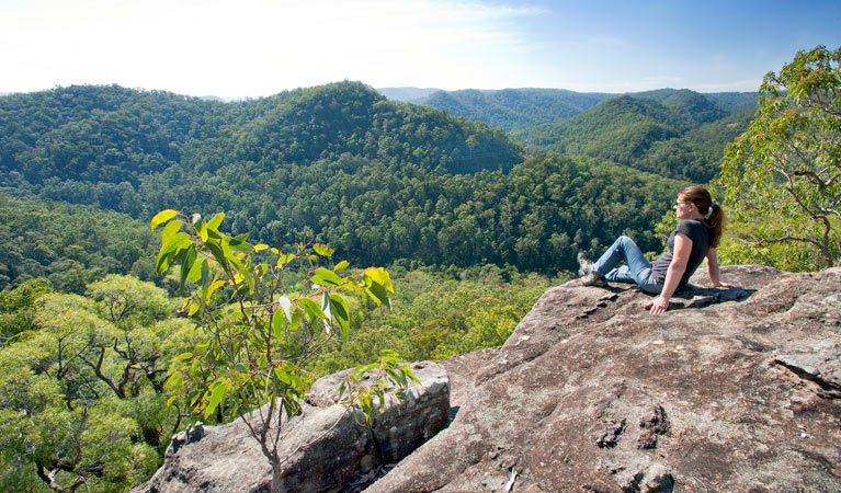 Dubbo Gully loop trail, Dharug National Park. Photo: Nick cubbin