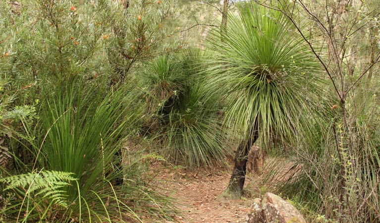 Grass Tree circuit, Dharug National Park. Photo: John Yurasek &copy; OEH