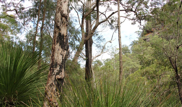 Grass Tree circuit, Dharug National Park. Photo: John Yurasek &copy; OEH