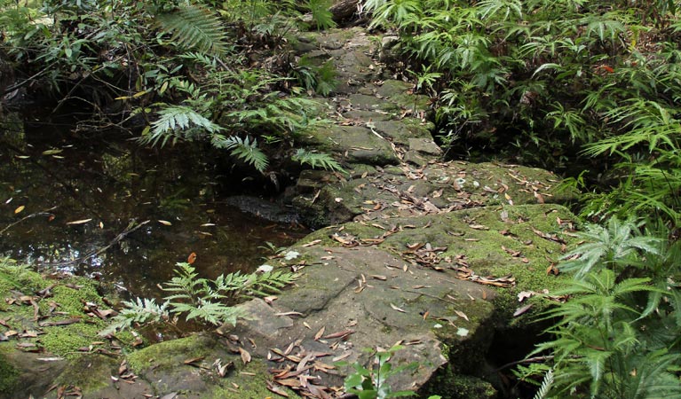 Grass Tree circuit, Dharug National Park. Photo: John Yurasek &copy; OEH