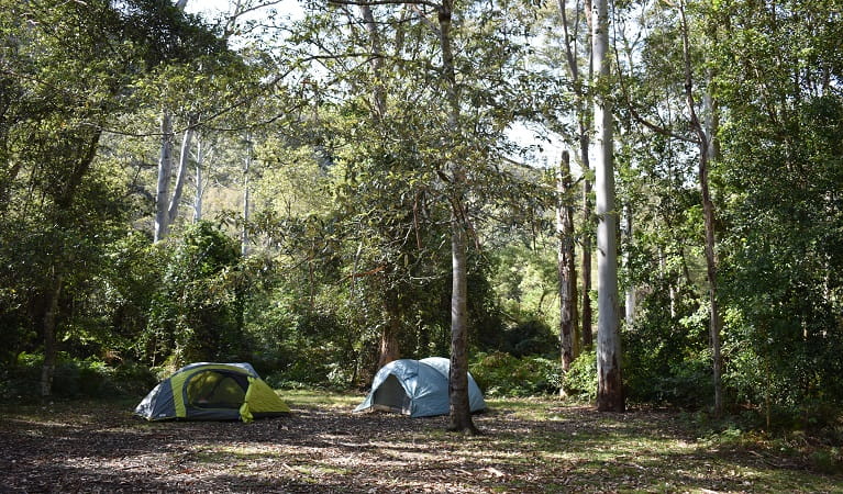 Tents among the tall trees at Mill Creek campground. Photo: Sarah Brookes &copy; DPIE