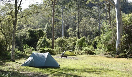 Tents among the tall trees at Mill Creek campground. Photo: Sarah Brookes &copy; DPIE