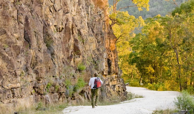 Old Great North Road Walking Track, Dharug National Park. Photo: Simone Cottrell/NSW Government